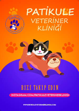 Bizi Takip Edin