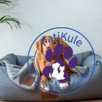 Evcil Hayvanların Diş ve Ağız Sağlıkları Nasıl Korunur