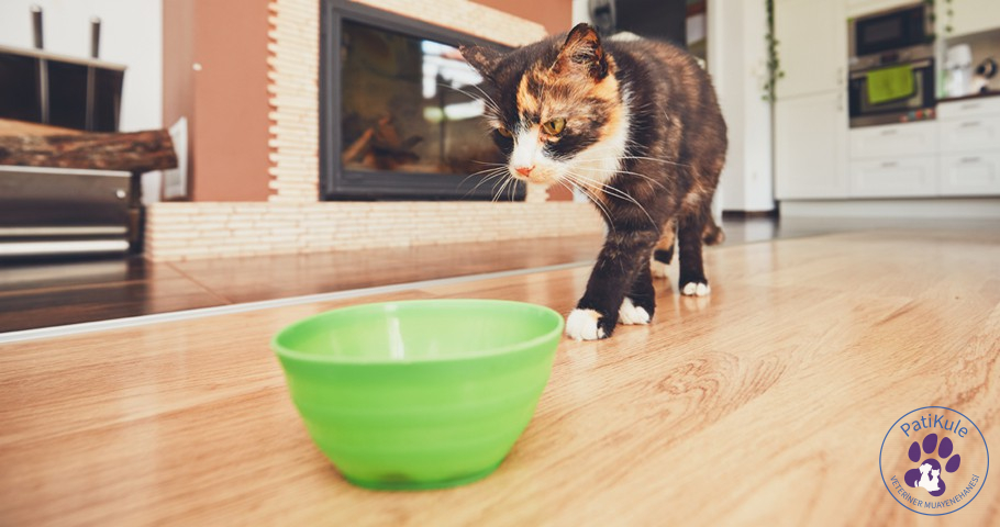 Kedi Mama Kabı Seçerken Dikkat Edilecekler