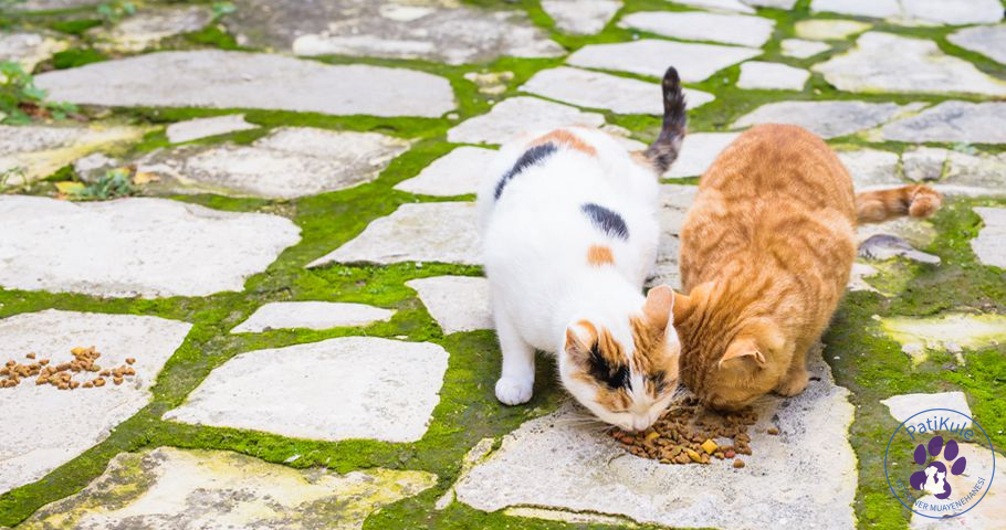 Kedi Maması Nasıl Olmalı? Kedi Maması Nasıl Olmalı?