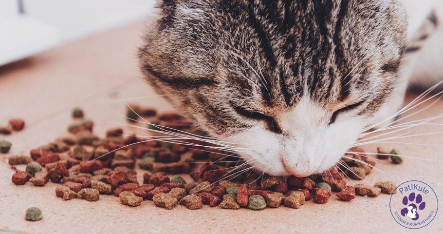 Kedi Maması Nasıl Olmalı