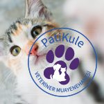 Kedilerde Görülen Sık Göz Hastalıkları Neler