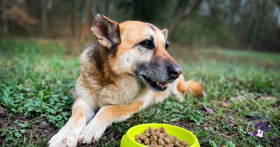 Köpeğim Mama Yemiyor Köpeğim Mama Yemiyor, Ne Yapmalı?
