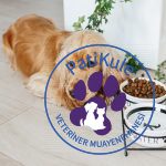 Köpeğim Mama Yemiyor