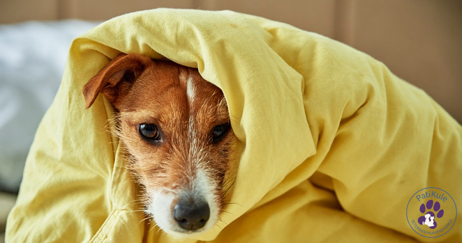 Köpekler İçin Hastalık Belirtileri