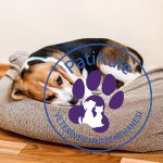Köpekler İçin Hastalık Belirtileri