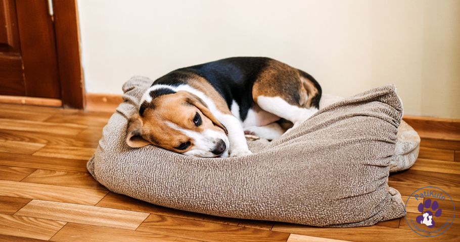 Köpekler İçin Hastalık Belirtileri
