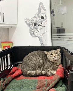 PatiKule Veteriner Kliniği Galeri