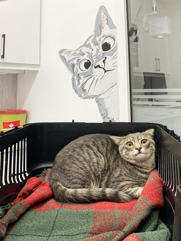 PatiKule Veteriner Kliniği Galeri