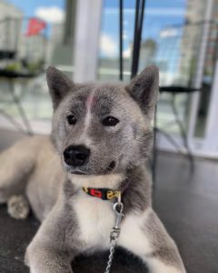 PatiKule Veteriner Kliniği Galeri
