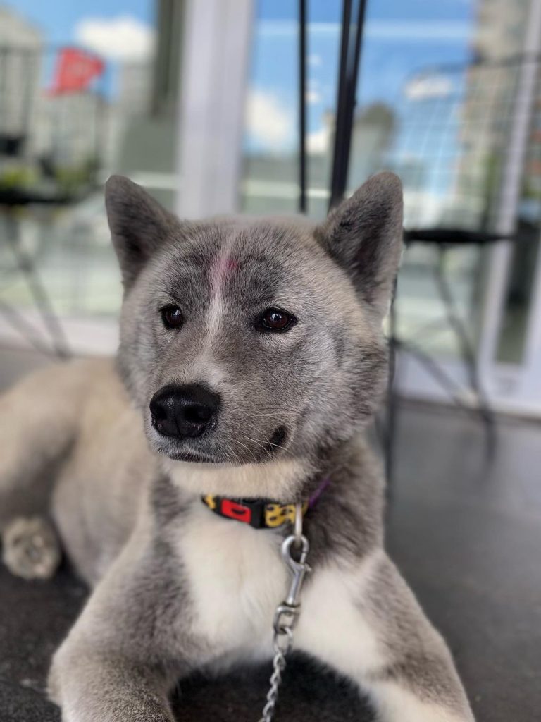 PatiKule Veteriner Kliniği Galeri