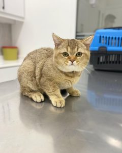 PatiKule Veteriner Kliniği Galeri
