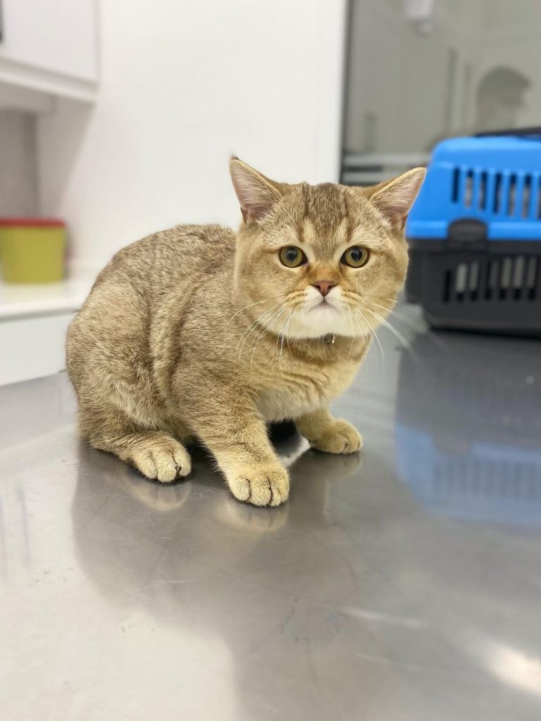 PatiKule Veteriner Kliniği Galeri