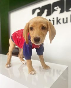 PatiKule Veteriner Kliniği Galeri