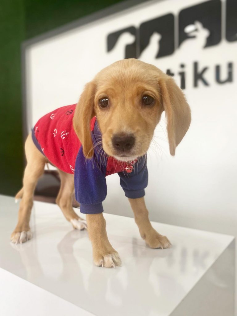 PatiKule Veteriner Kliniği Galeri