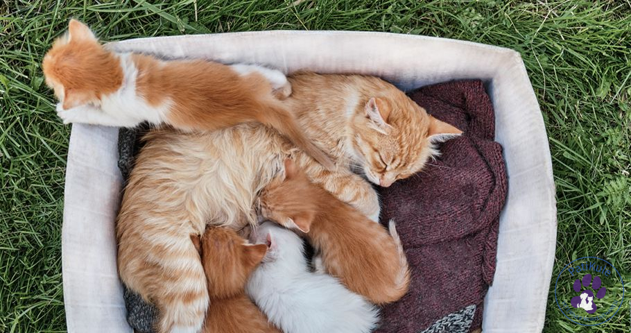 Yavru Kedi Bakımı Nasıl Olmalı Yavru Kedi Bakımı Nasıl Olmalı?