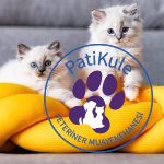 Yavru Kedi Bakımı Nasıl Olmalı