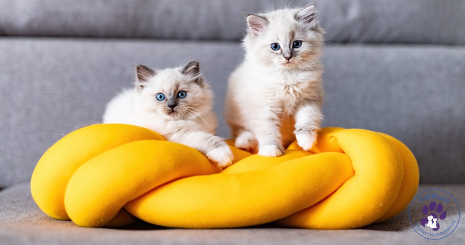 Yavru Kedi Bakımı Nasıl Olmalı