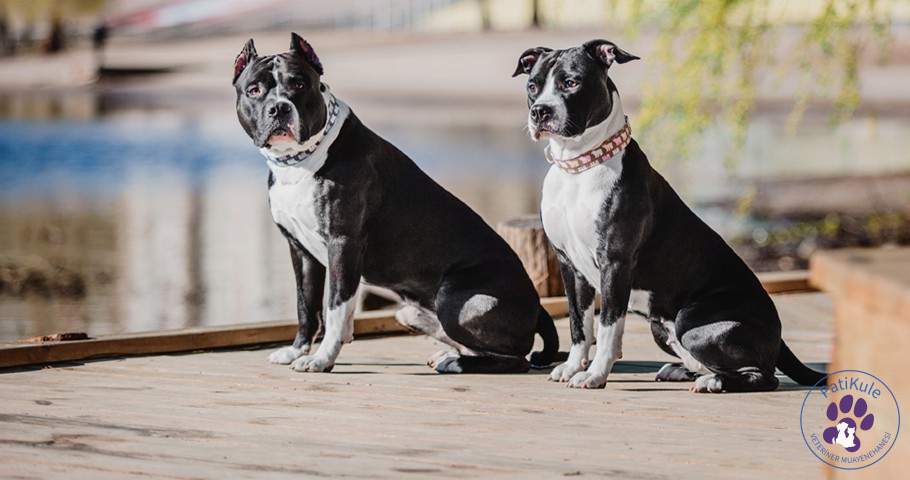 American Staffordshire Özellikleri Neler? American Staffordshire Terrier