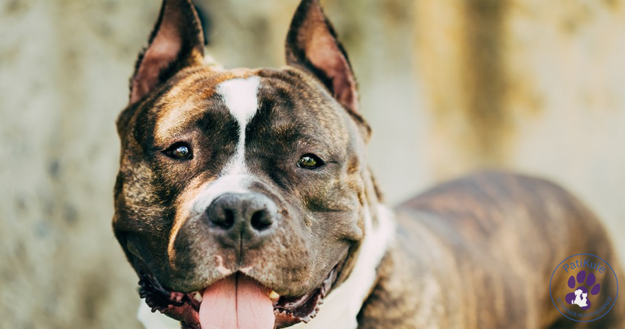 American Staffordshire Özellikleri Neler? American Staffordshire Özellikleri