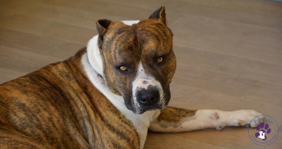 American Staffordshire Özellikleri Neler?