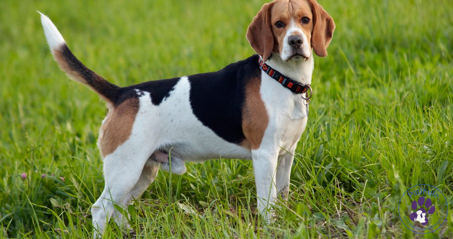 Beagle Köpek Bakımı Nasıl Yapılır? Beagle köpek cinsi mutlu bir kişiliğe sahiptir..