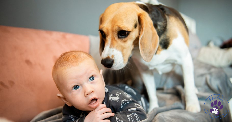 Beagle Köpek Bakımı Nasıl Yapılır? Beagle köpek cinsi çocuklarla çok iyi anlaşırlar.