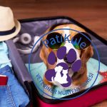 Beagle Köpek Bakımı Nasıl Yapılır?