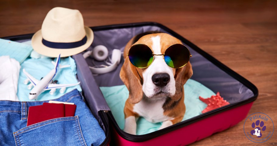 Beagle Köpek Bakımı Nasıl Yapılır?