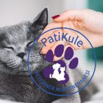 Dişi Kedi Kızgınlık Dönemi
