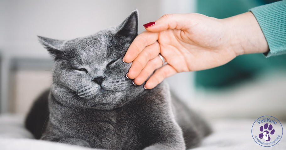 Dişi Kedi Kızgınlık Dönemi