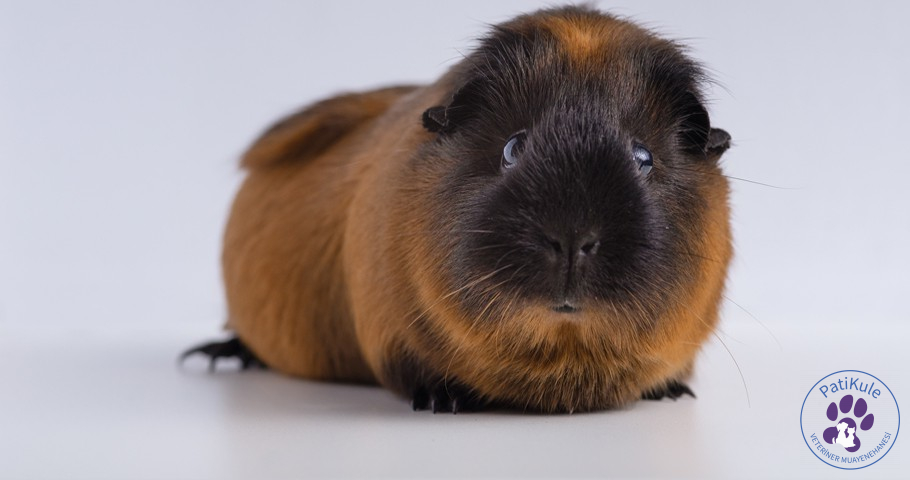 Ginepig Evde Nasıl Bakılır? Ginepig Evde Nasıl Bakılır?