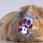 Ginepig Evde Nasıl Bakılır?
