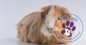 Ginepig Evde Nasıl Bakılır?
