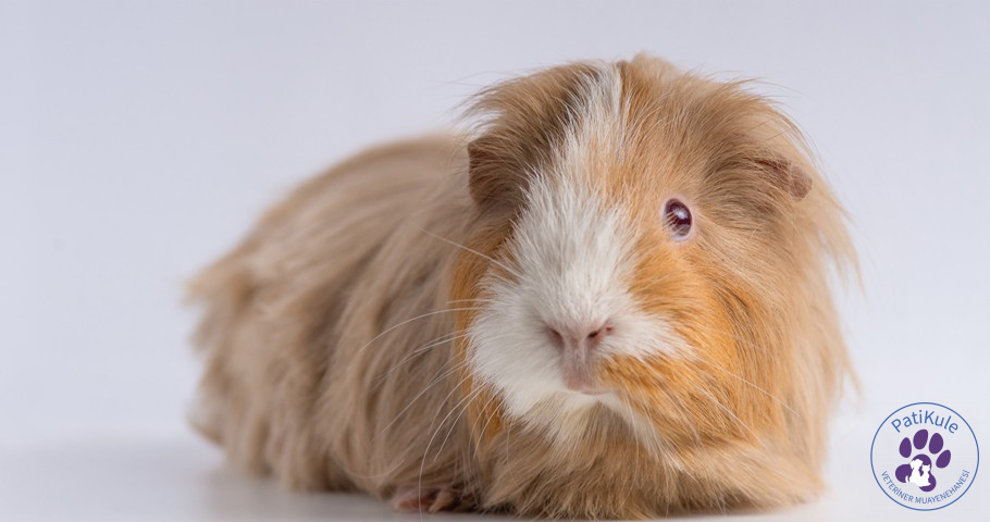 Ginepig Evde Nasıl Bakılır?