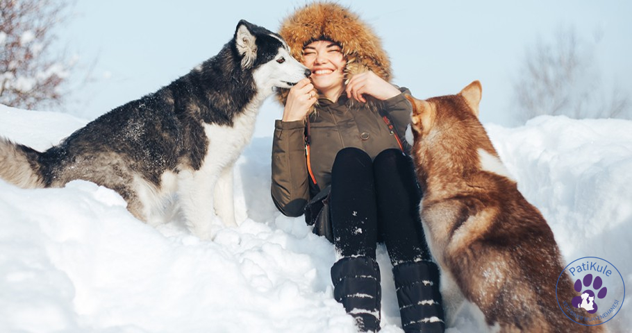 Husky Sibirya Kurdu Nasıl Bakılır? Husky Sibirya Kurdu yaşam süreleri 10 ila 15 yıl arasındadır.