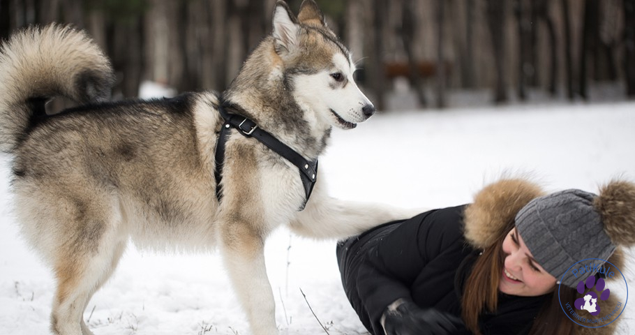 Husky Sibirya Kurdu Nasıl Bakılır? Husky Sibirya Kurdu tasma eğitimi önemlidir.