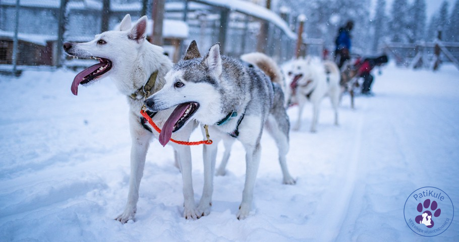 Husky Sibirya Kurdu Nasıl Bakılır? Husky Sibirya Kurdu özgürlüğü sever.