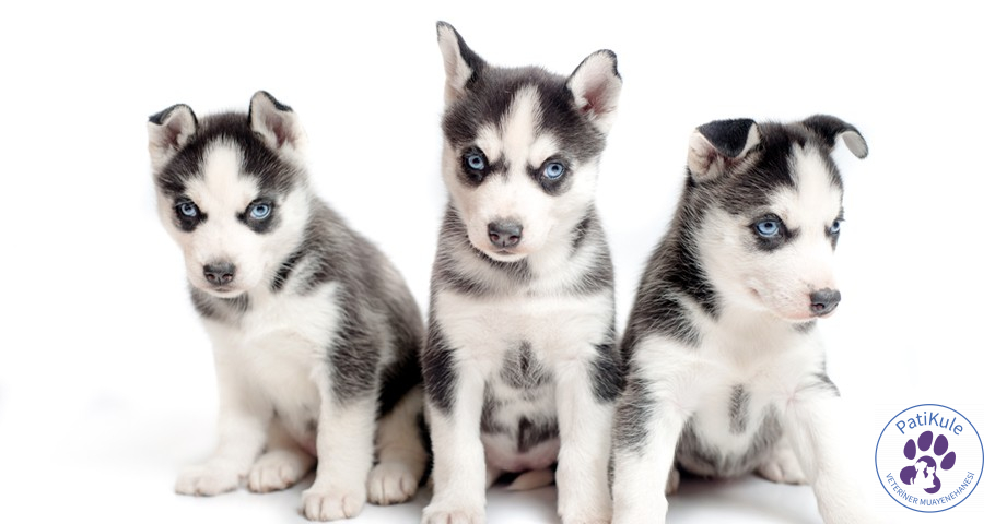 Husky Sibirya Kurdu Nasıl Bakılır?