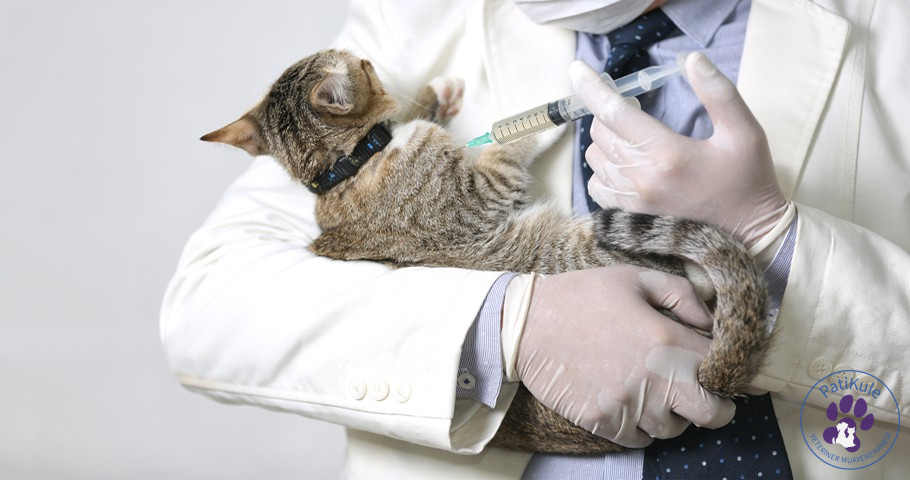 Kedi Aşısı Yapılmazsa Ne Olur? Kedi Aşısı Yapılmazsa Ne Olur?