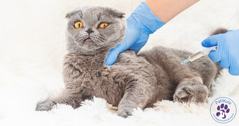 Kedi Aşısı Yapılmazsa Ne Olur? Kedi Aşısı Yapılmazsa Ne Olur?