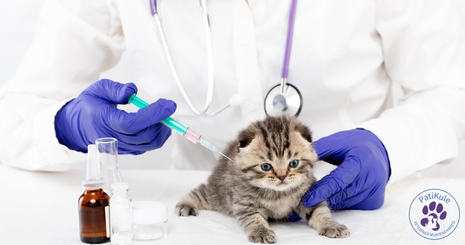 Kedi Aşısı Yapılmazsa Ne Olur?