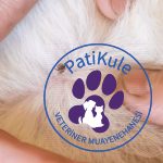 Kedi Dış Parazit Zehirlenmesi