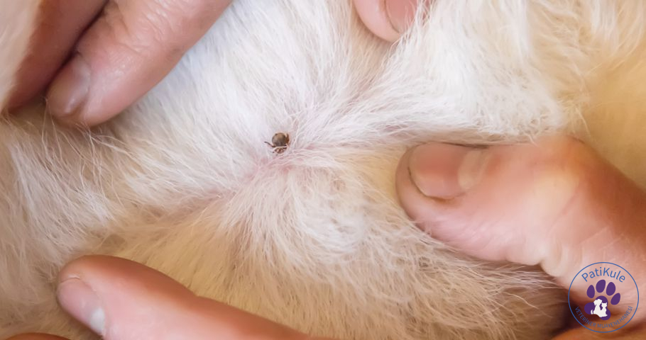 Kedi Dış Parazit Zehirlenmesi