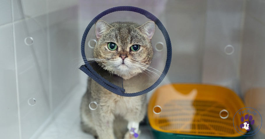 Kedi Kısırlaştırma Nasıl Yapılır? Kedi Kısırlaştırma öncesi su içirmeyin