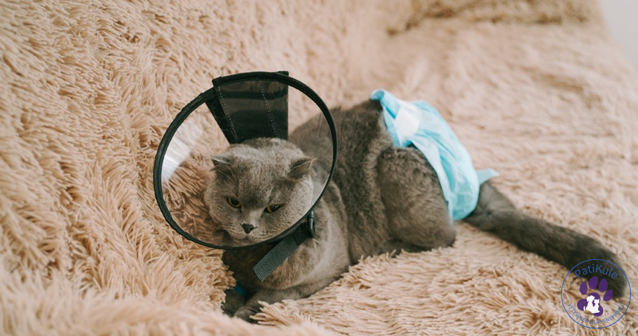 Kedi Kısırlaştırma Nasıl Yapılır? Kedi Kısırlaştırma İyileşme Süreci