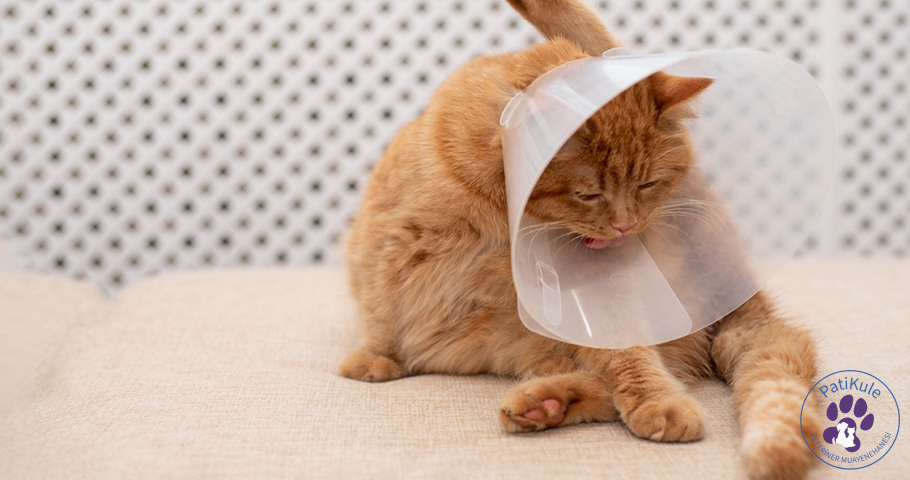 Kedi Kısırlaştırma Nasıl Yapılır? Kedi Kısırlaştırma PatiKule Veteriner Rutin Kontrolü