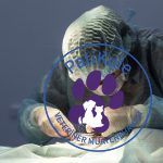 Kedi Kısırlaştırma Nasıl Yapılır?