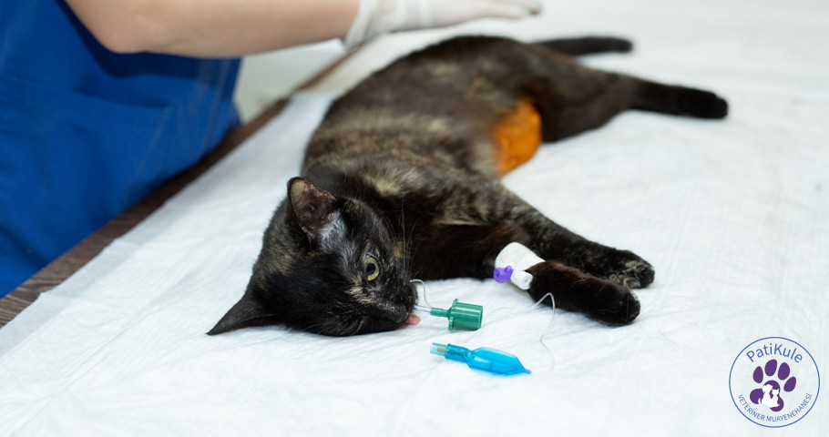 Kedi Kısırlaştırma Neden Gerekli?