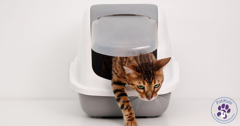 Kedi Kumu Nasıl Temizlenir? Kedi Kumu Nasıl Temizlenir?